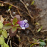 Torenia crustacea (L.) Cham. & Schltdl.